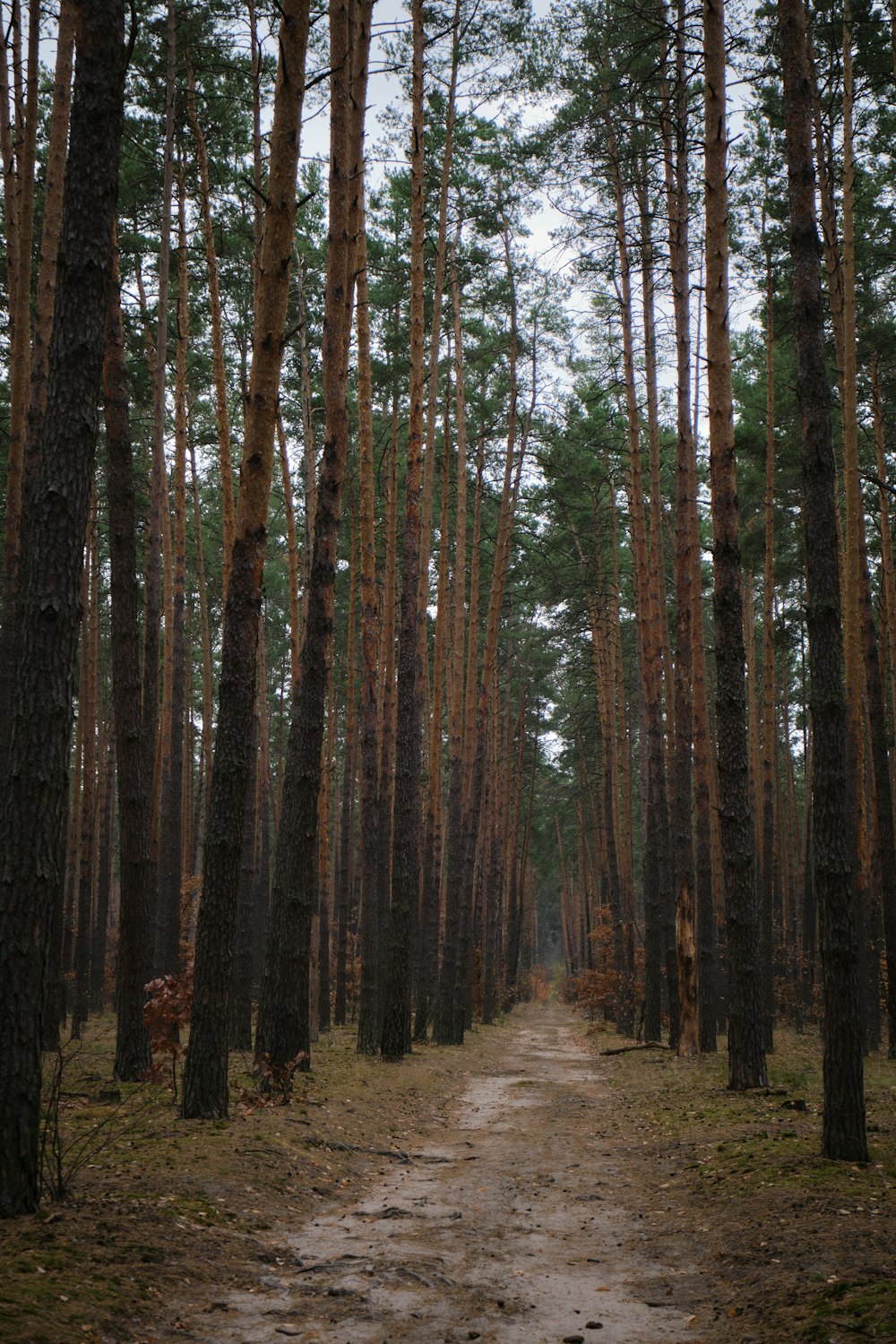 Un camino de tierra en medio de un bosque