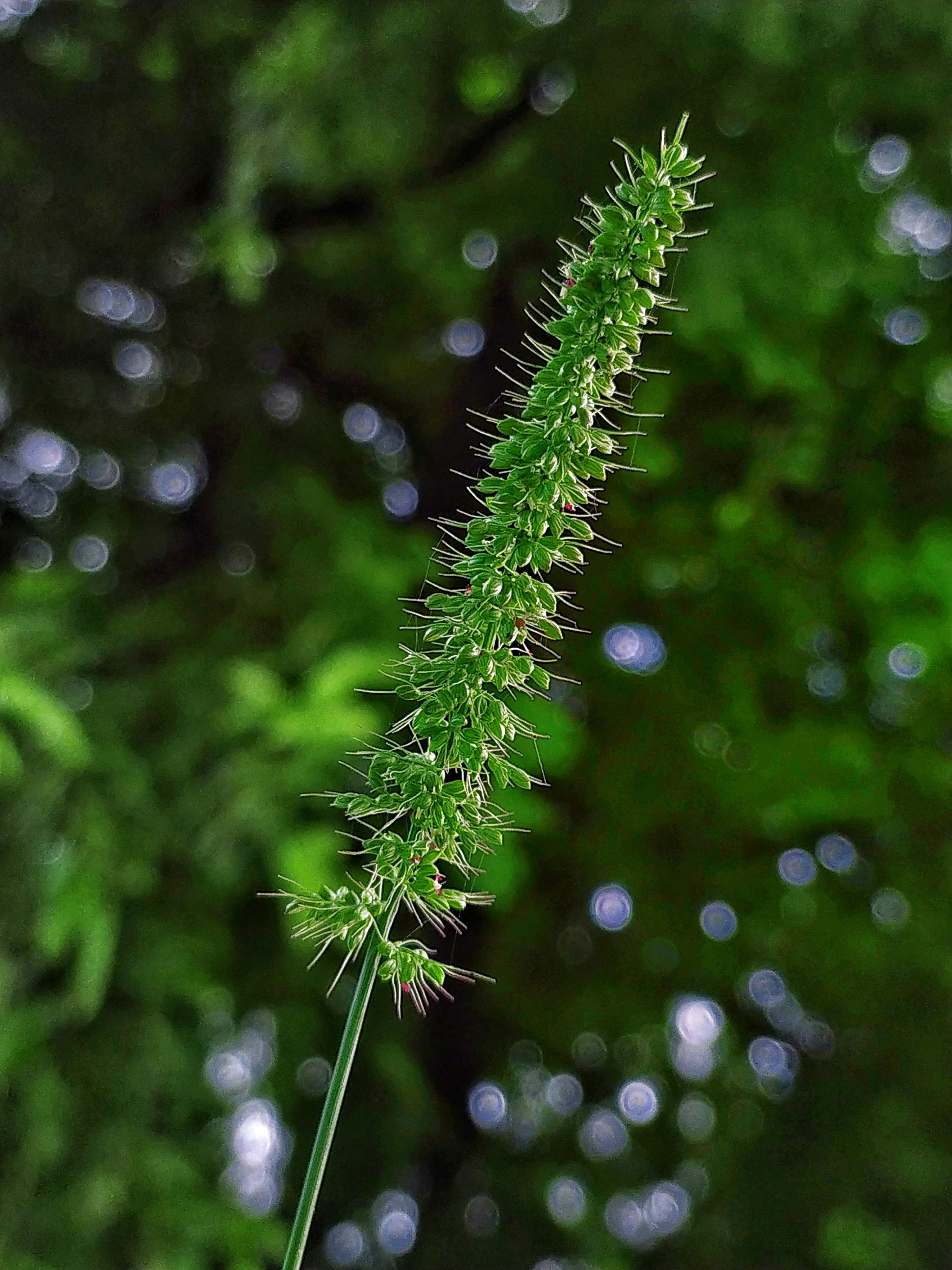 a close up of a plant with a blurry background