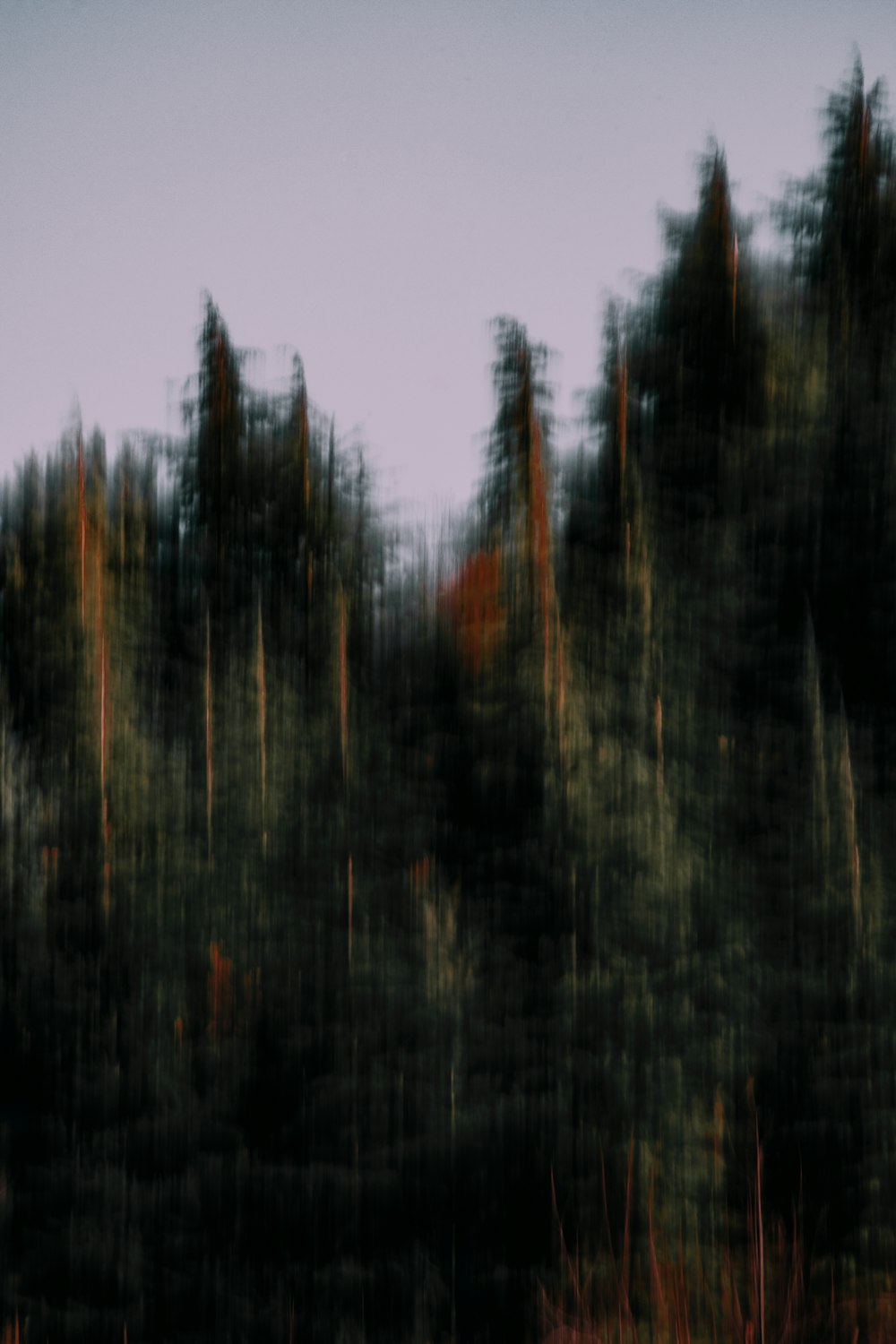 a blurry photo of a forest with trees in the background