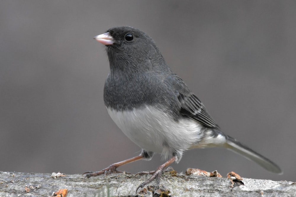 a black and white bird sitting on a tree branch