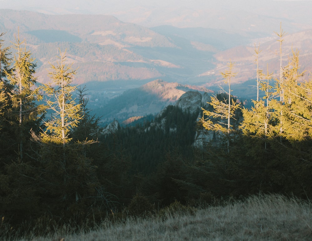 a view of a mountain range with trees in the foreground