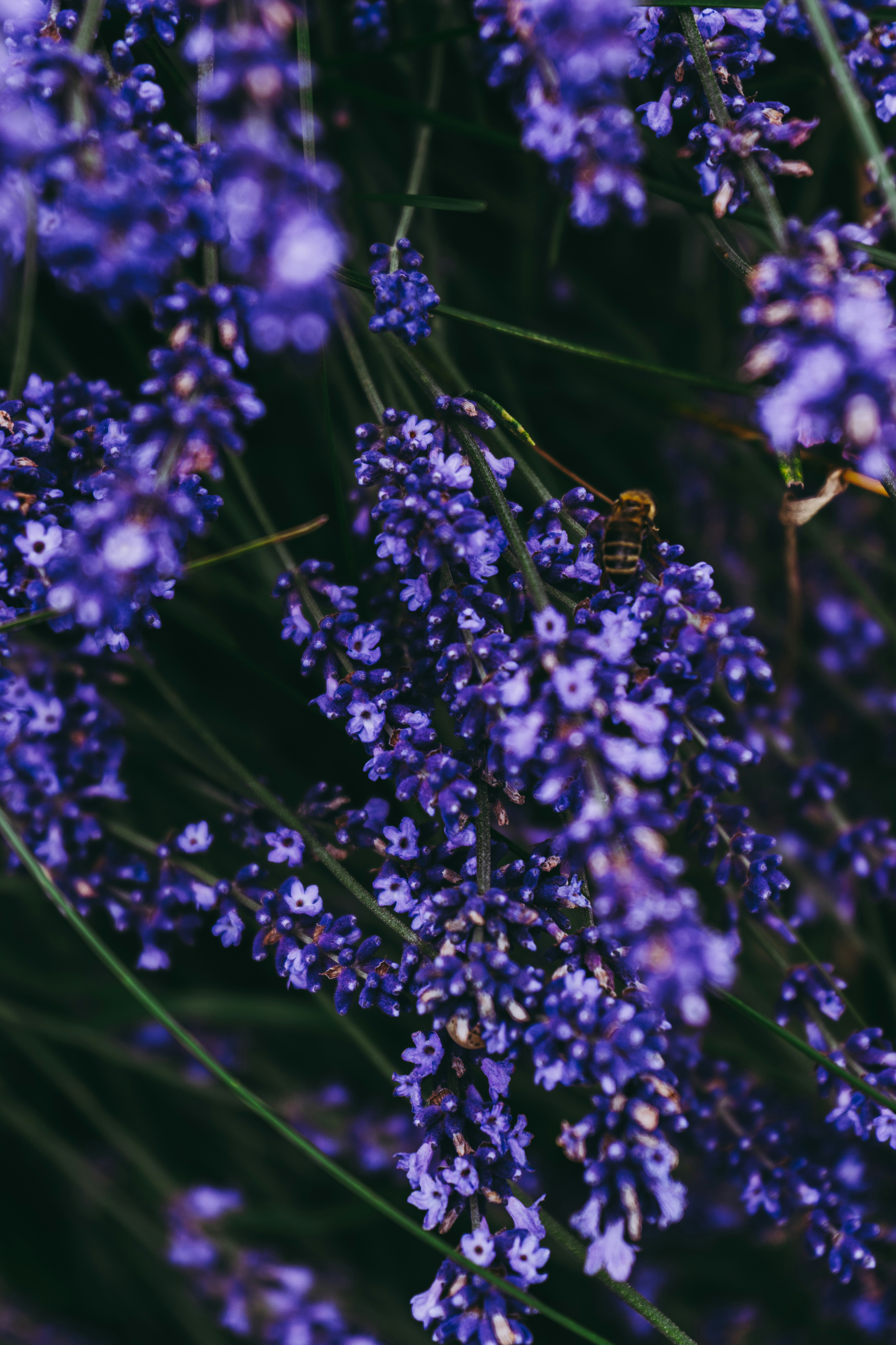 Photo by virussinside