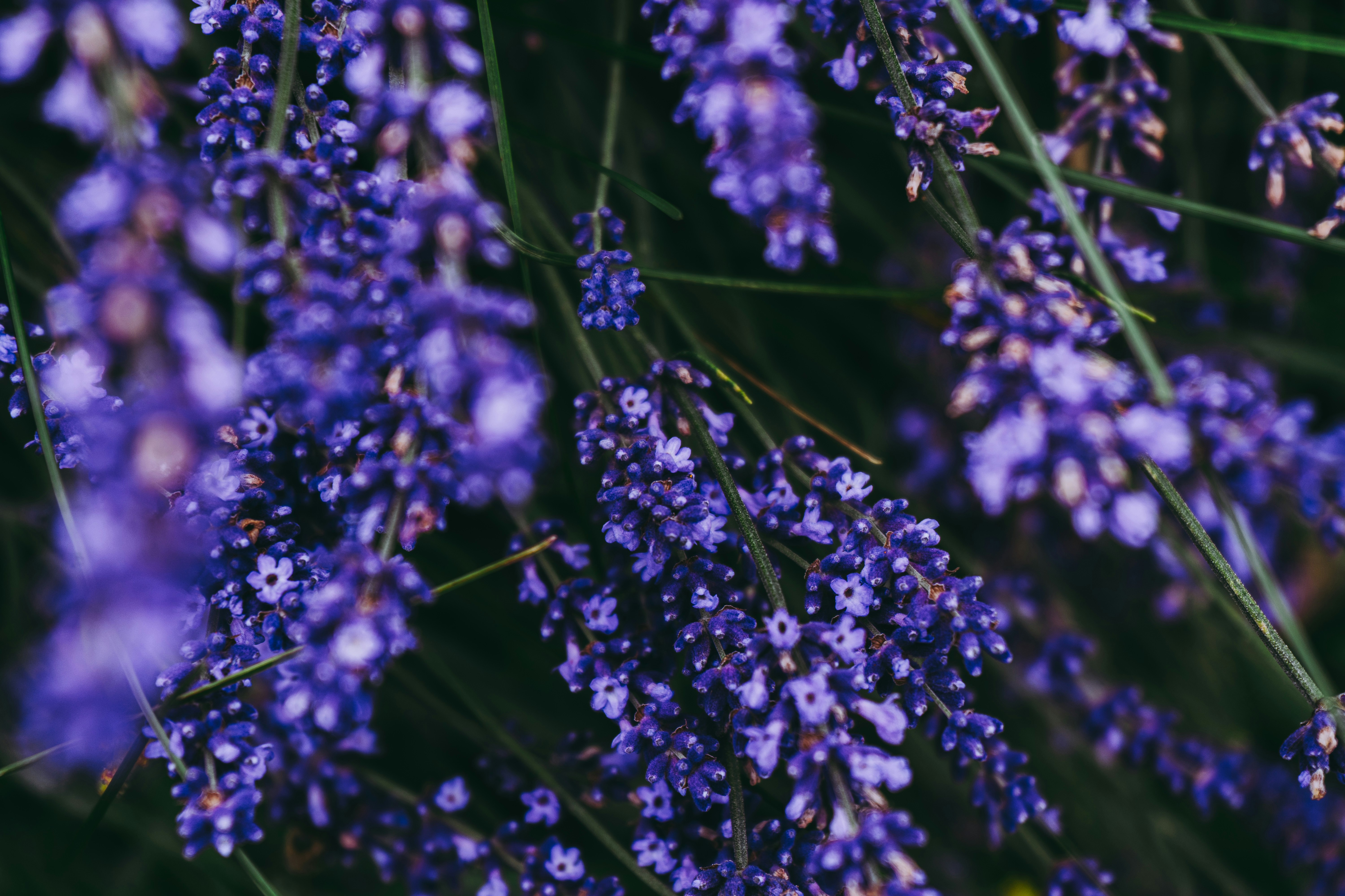 Photo by virussinside