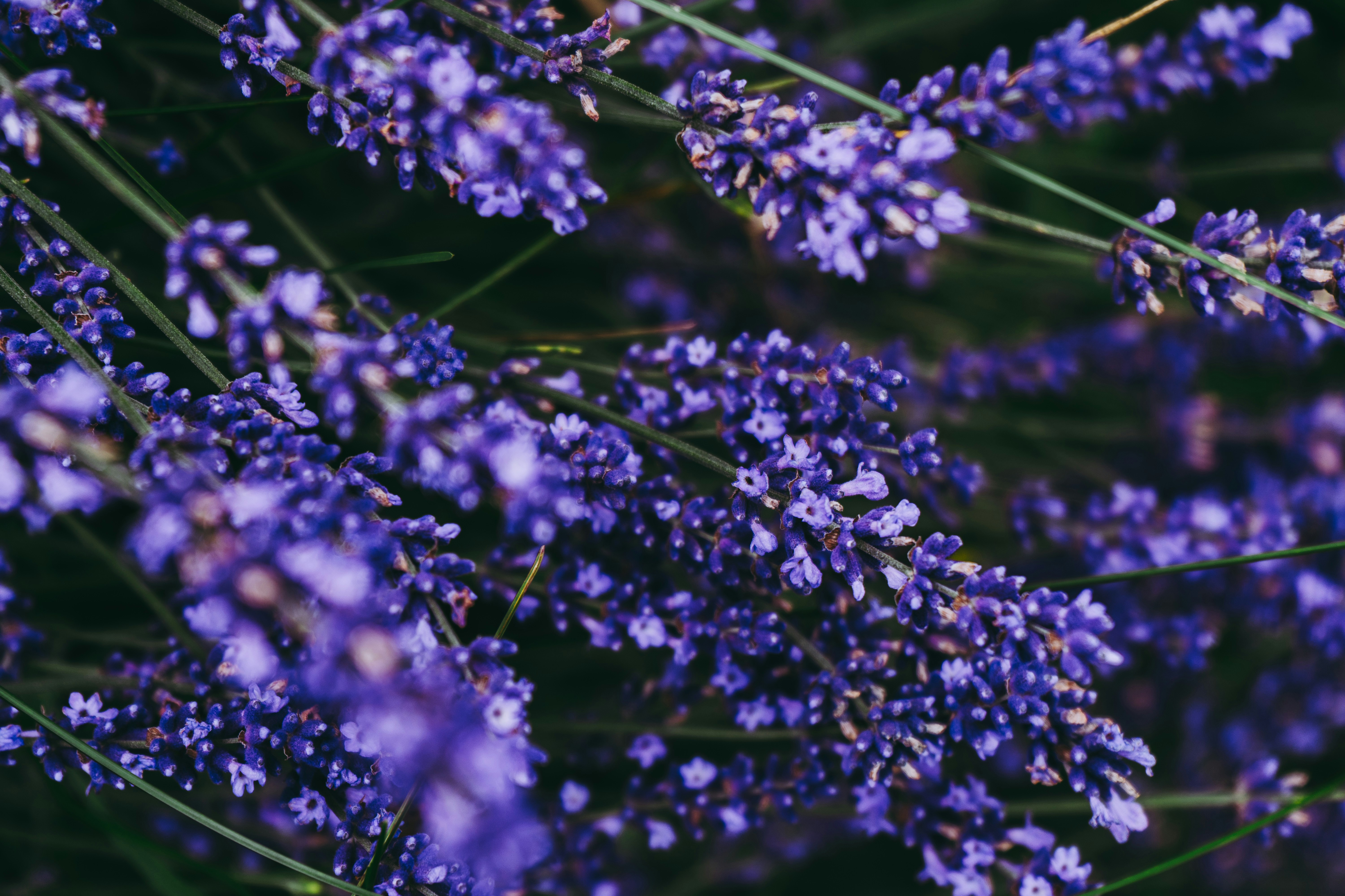 Photo by virussinside