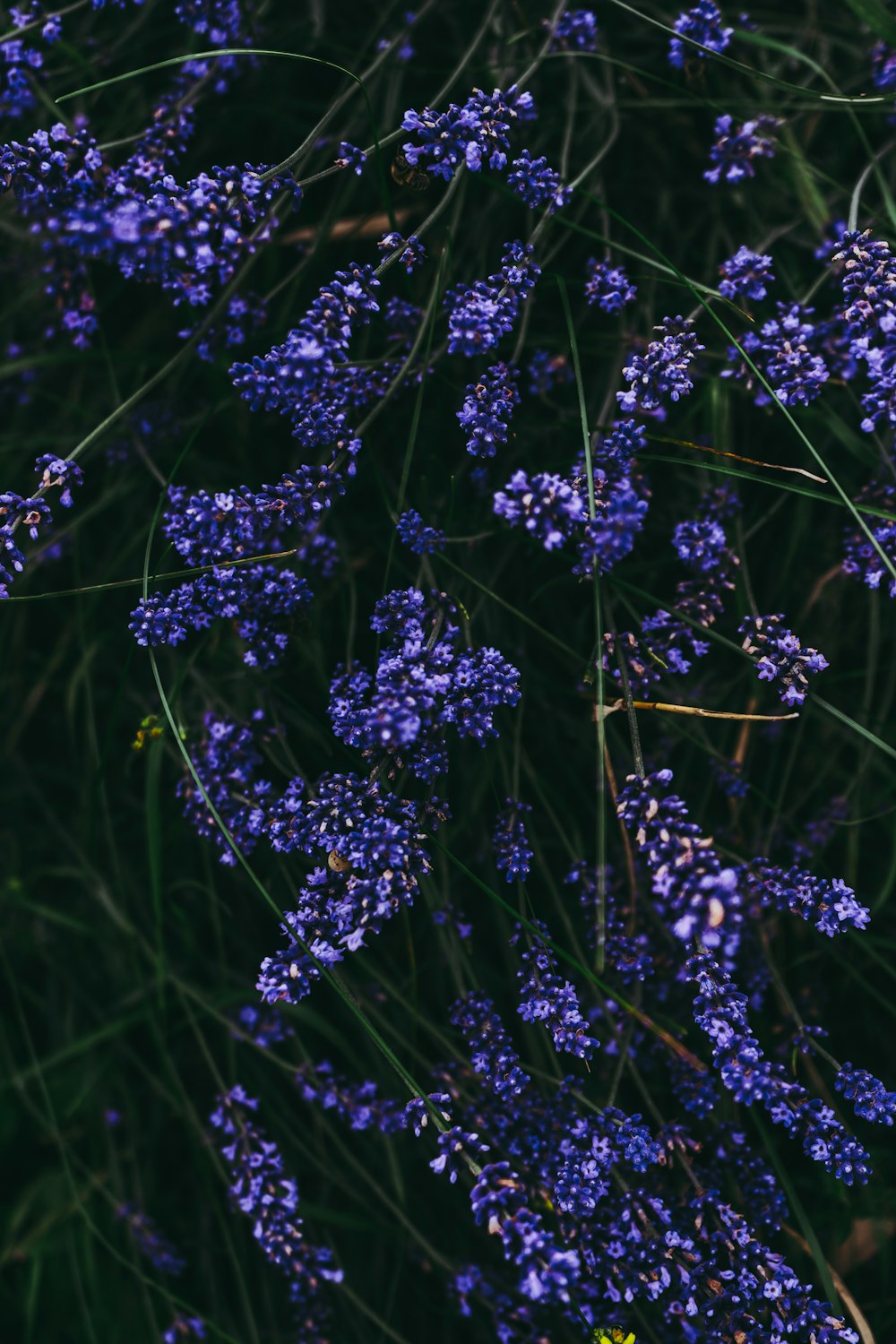 a bunch of purple flowers that are in the grass