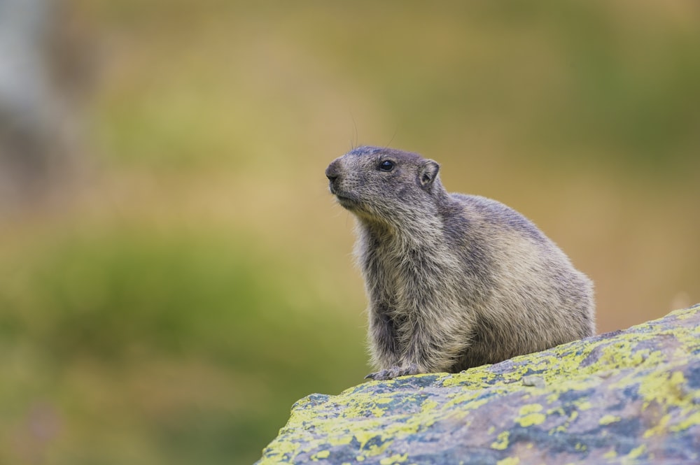 a close up of a small animal on a rock