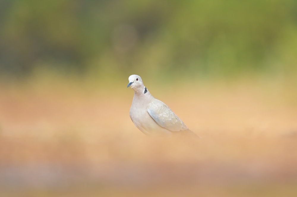 a white bird standing on top of a grass covered field