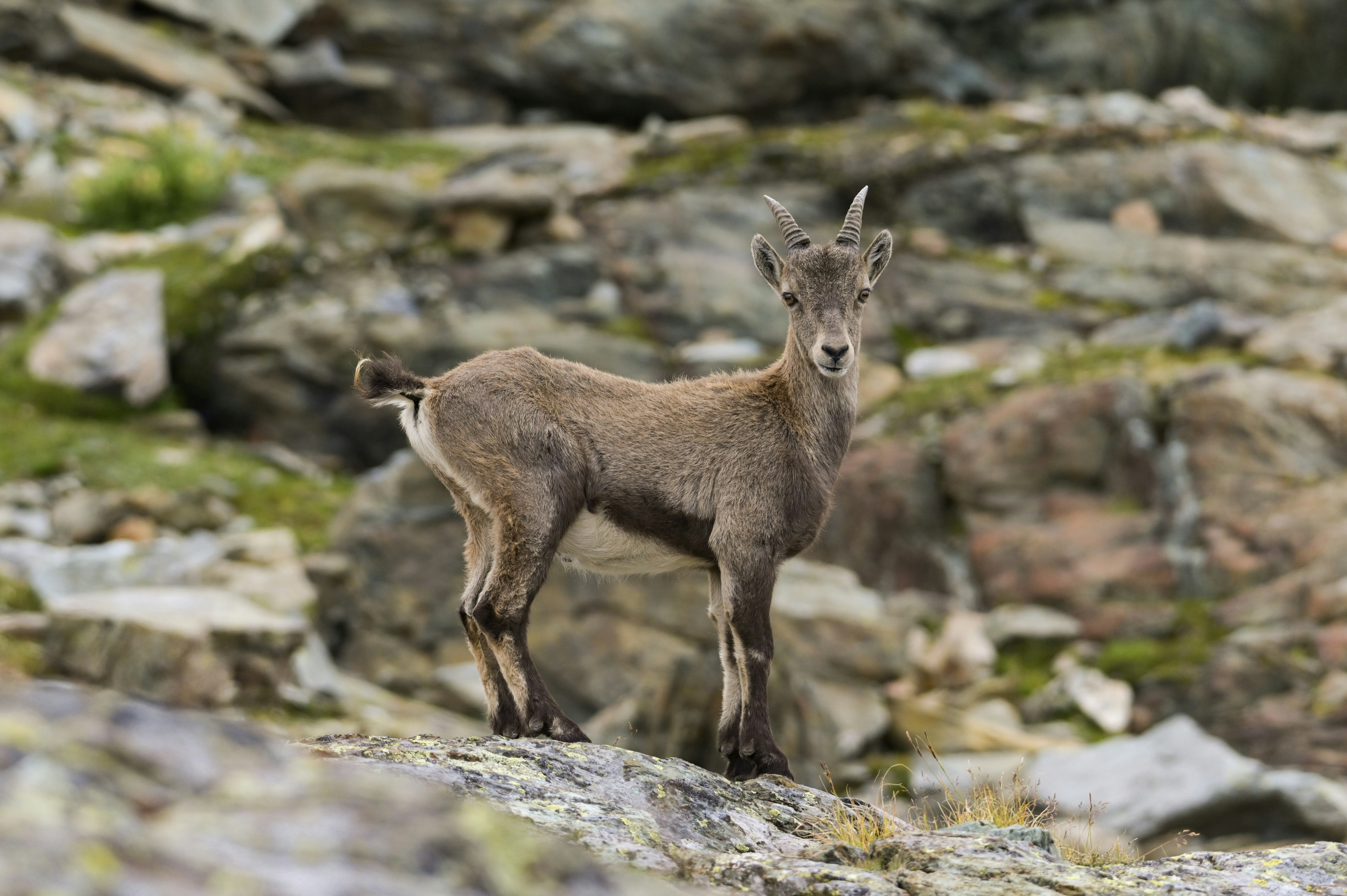 Photo by expeditionwildlife