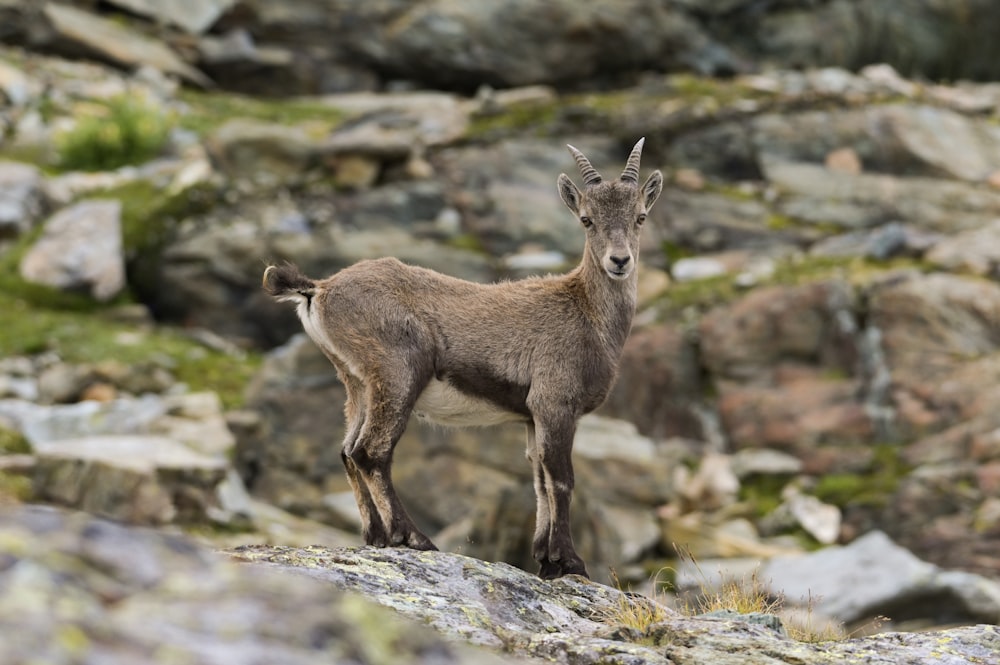 a small goat standing on a rocky hillside