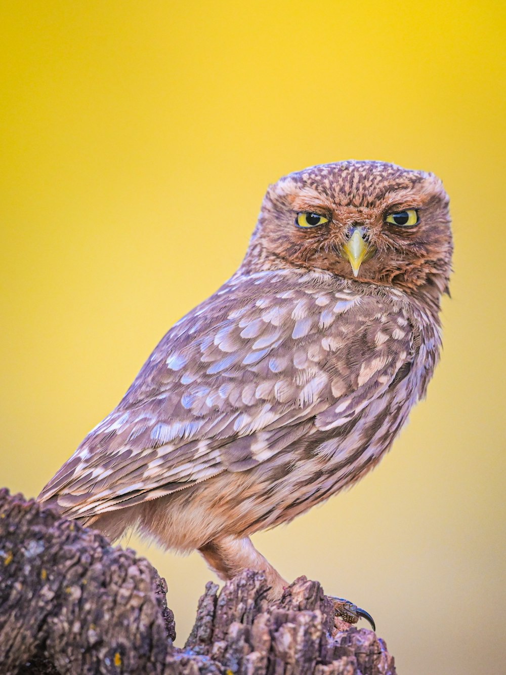 a small owl sitting on top of a tree stump