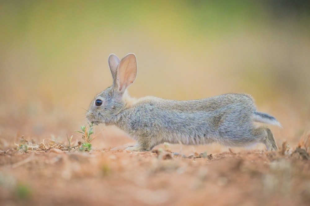 a small rabbit eating grass in a field