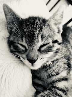 A close-up of a fluffy kitten nestled in soft blankets, eyes half-closed in peaceful sleep.