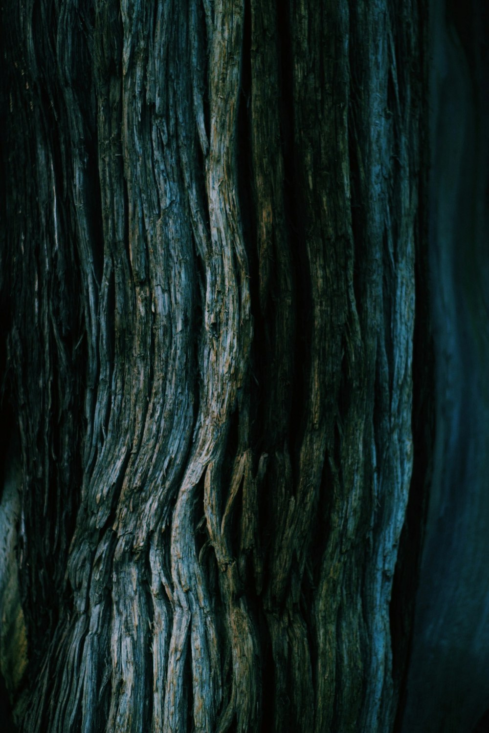 a close up of the bark of a tree