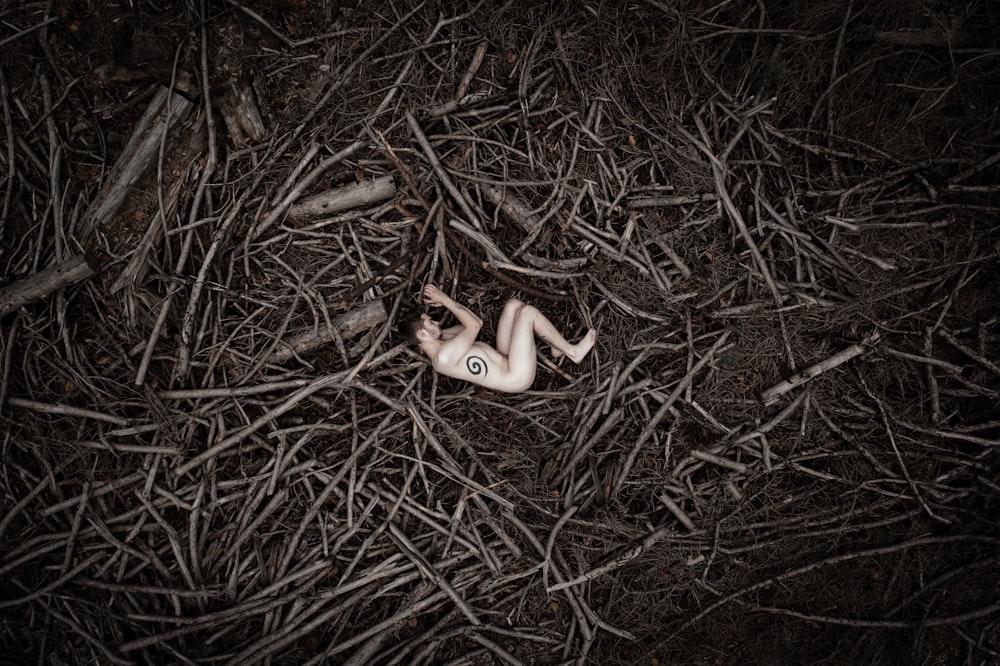a small white object laying on top of a pile of branches