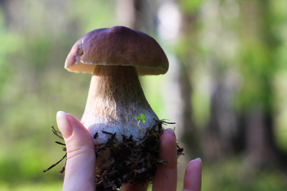 a person holding a mushroom in their hand