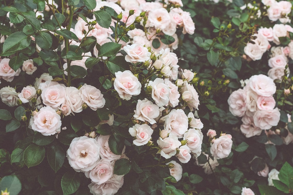 a bush of pink roses with green leaves