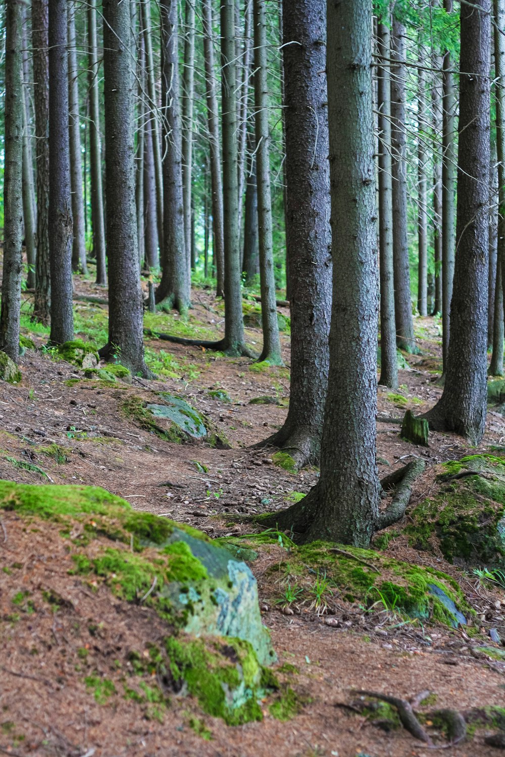 Un bosque lleno de muchos árboles altos