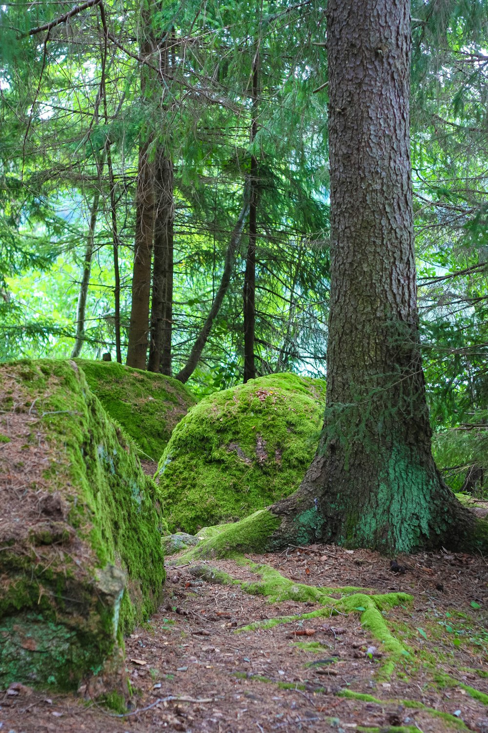 musgo cubierto de rocas y árboles en un bosque