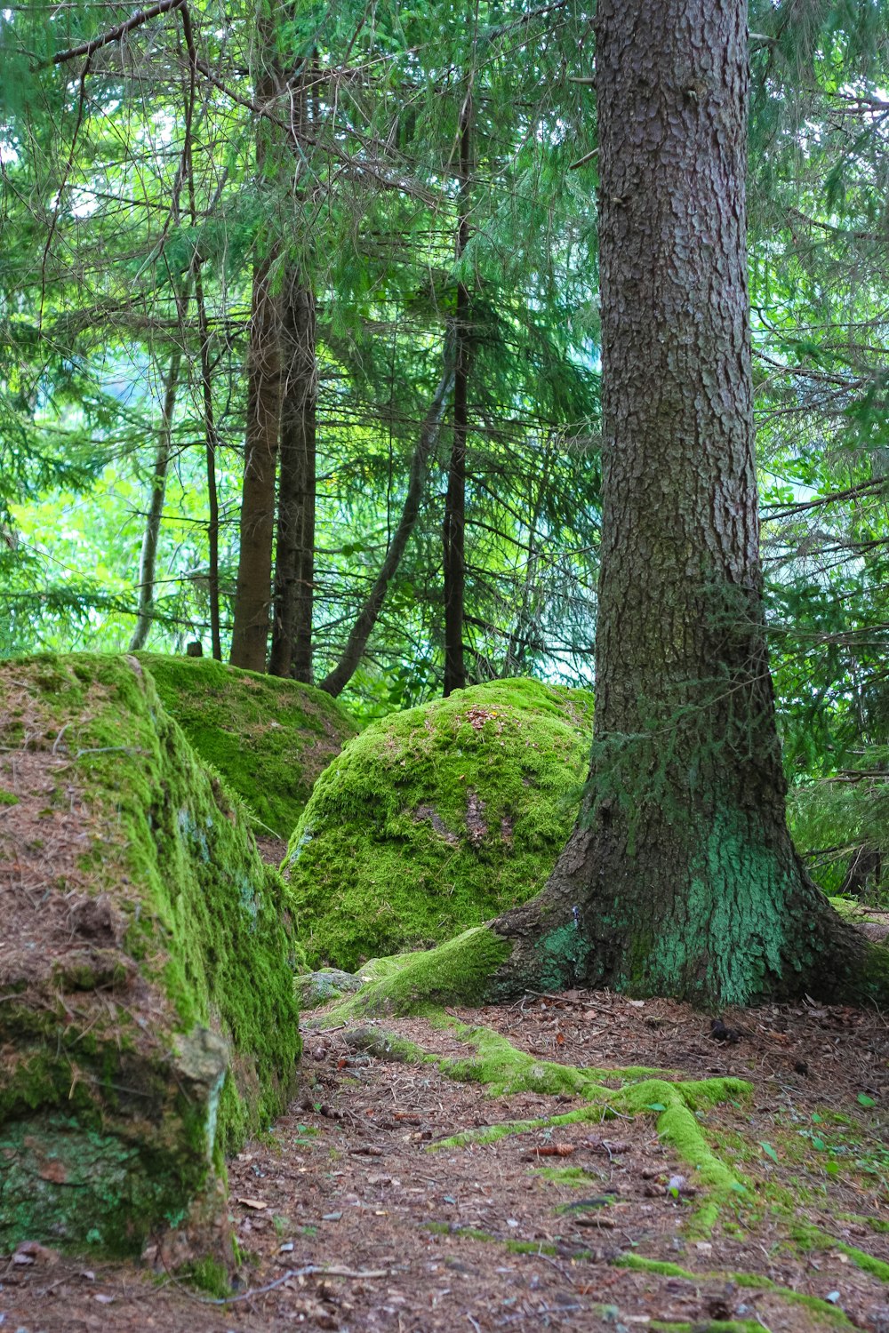 moss covered rocks and trees in a forest