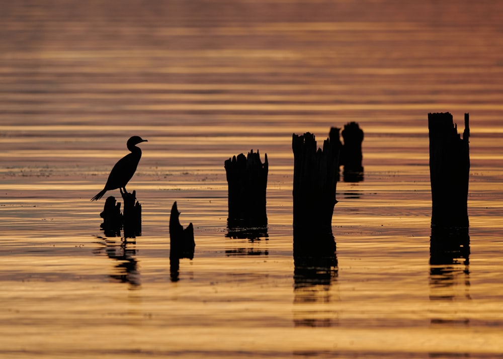 a bird is standing on a piece of wood in the water