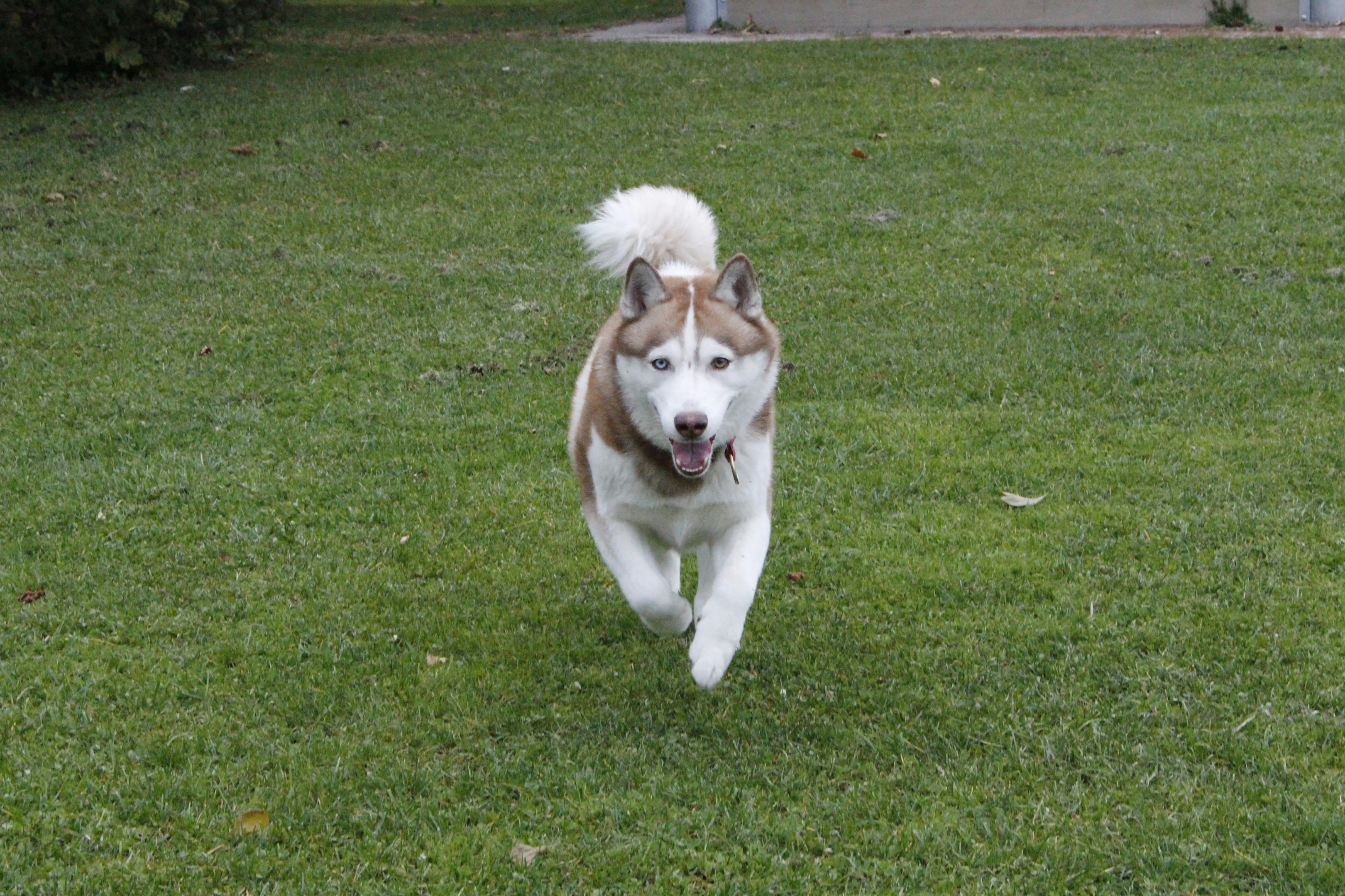 a brown and white dog running across a lush green field, 