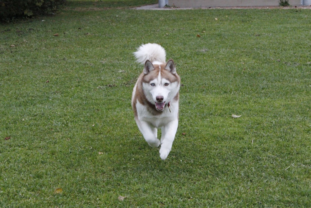 a brown and white dog running across a lush green field