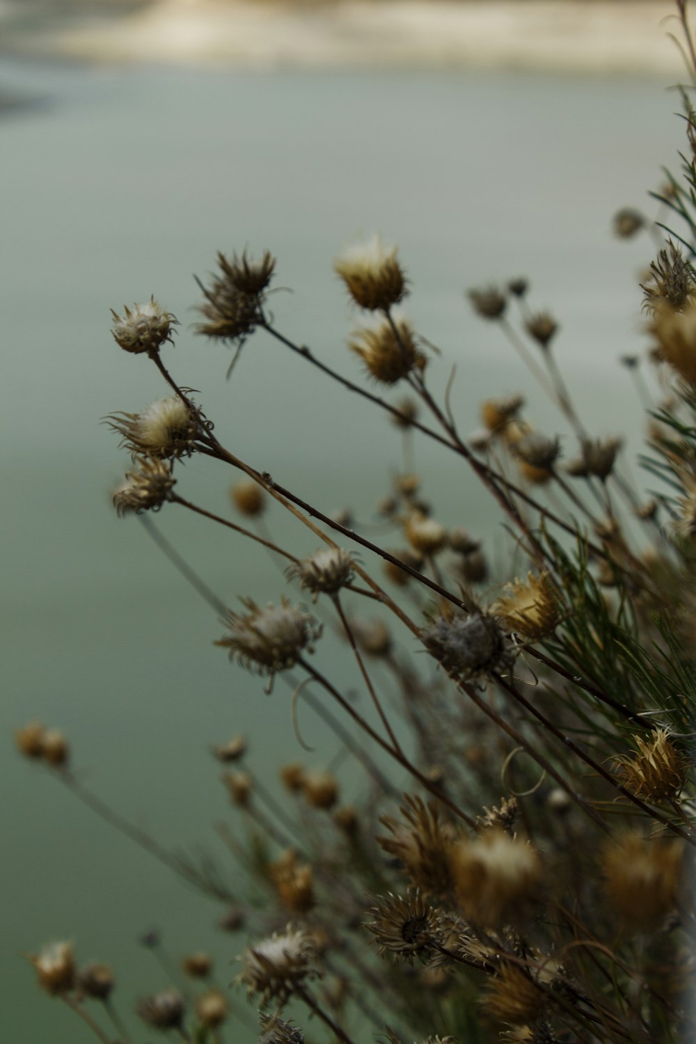 a close up of a plant with water in the background