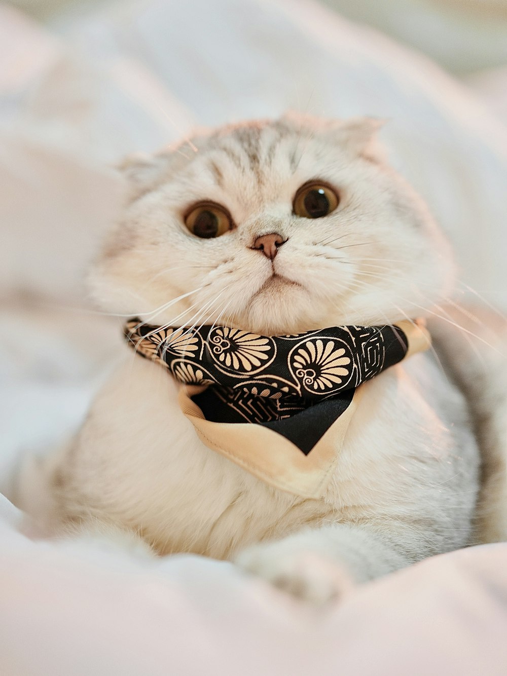 a white cat wearing a black bandana