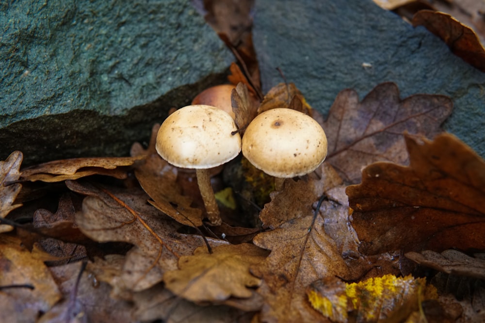 a couple of mushrooms sitting on top of leaves