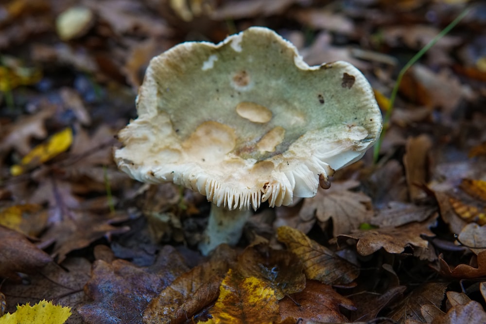a white mushroom sitting on top of a pile of leaves