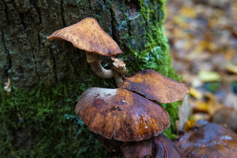 a group of mushrooms growing on the side of a tree