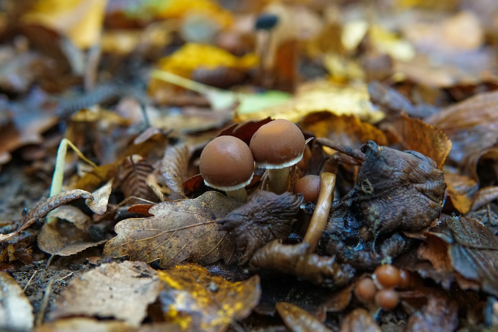 a couple of mushrooms sitting on top of a pile of leaves