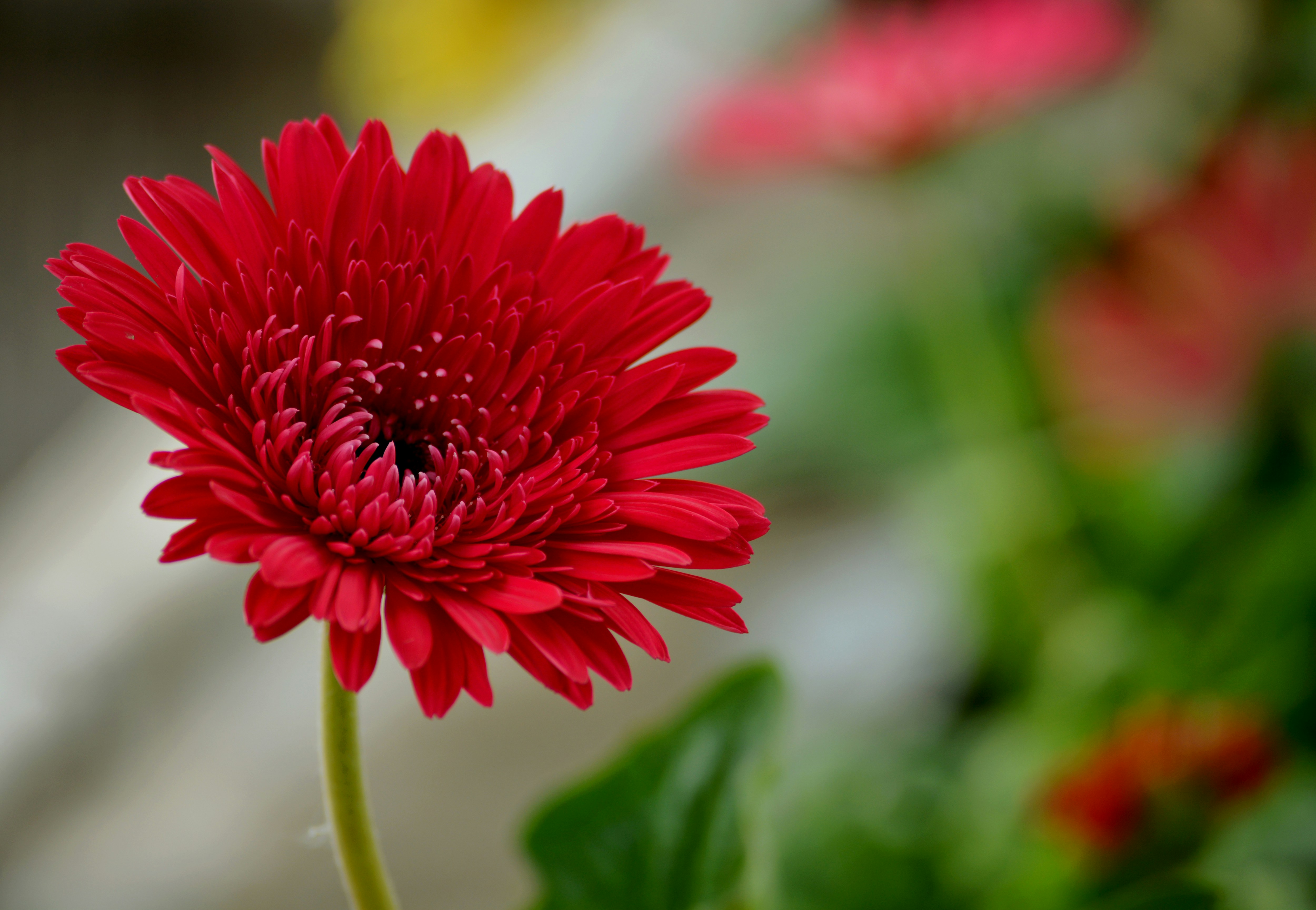 Photo by artsy_lens21