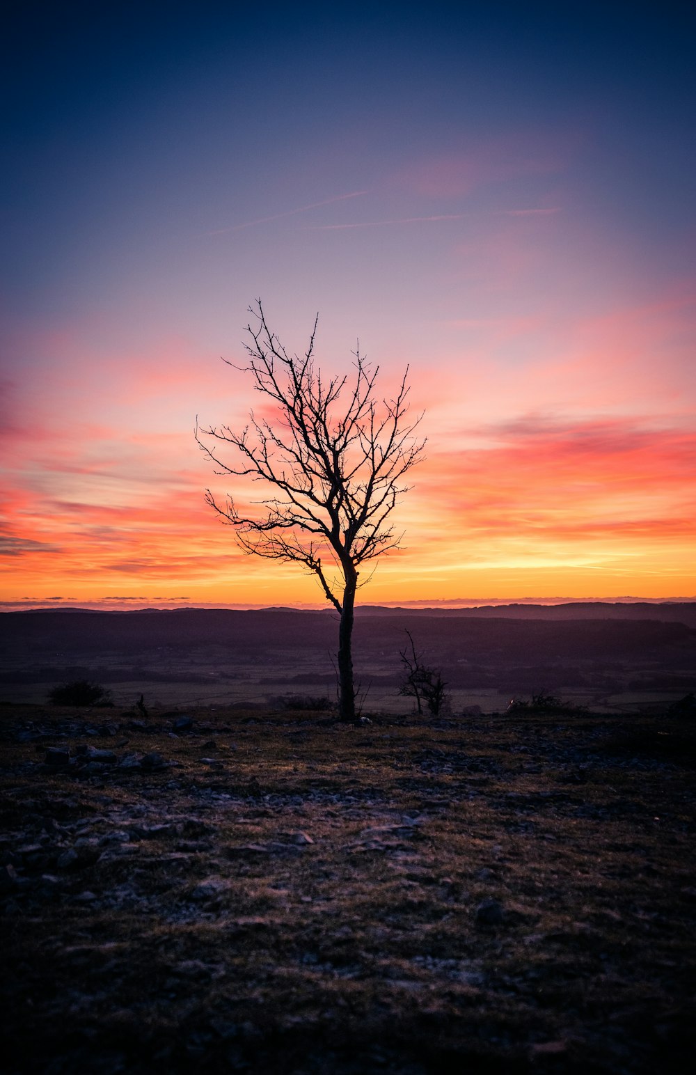 Ein einsamer Baum zeichnet sich vor einem farbenfrohen Sonnenuntergang ab