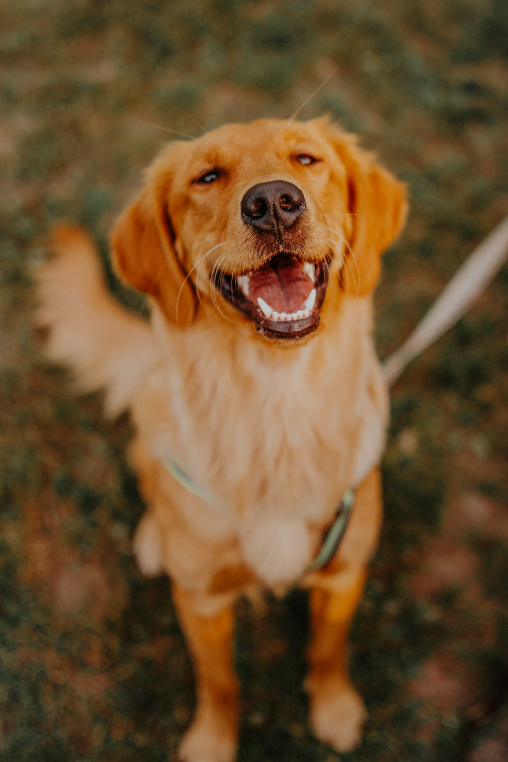 a close up of a dog on a leash