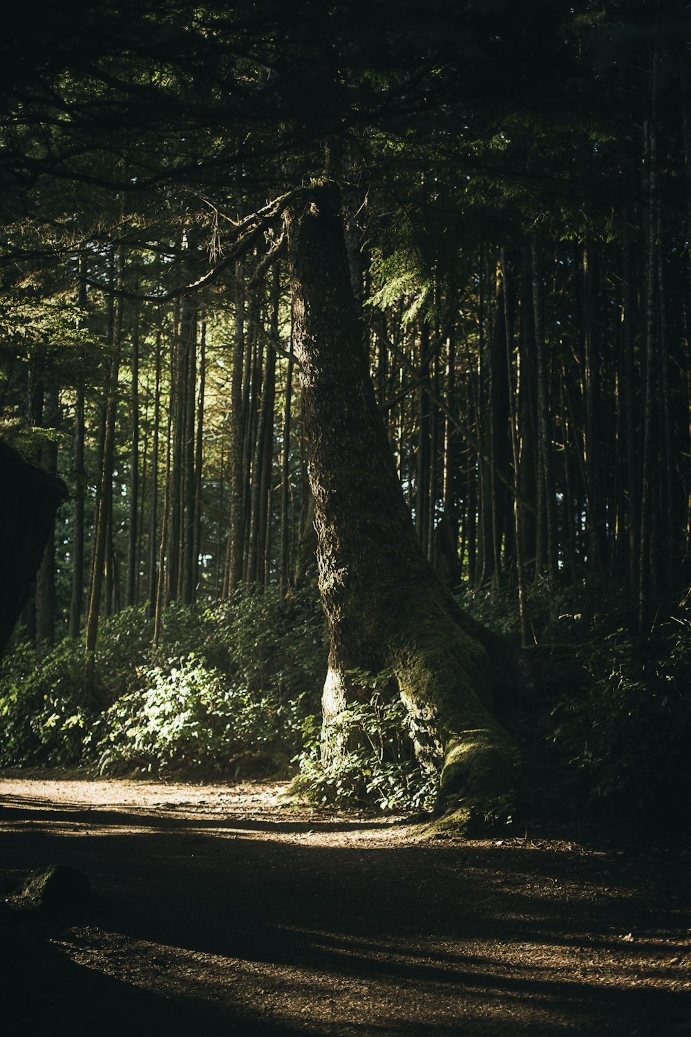 a large tree in the middle of a forest