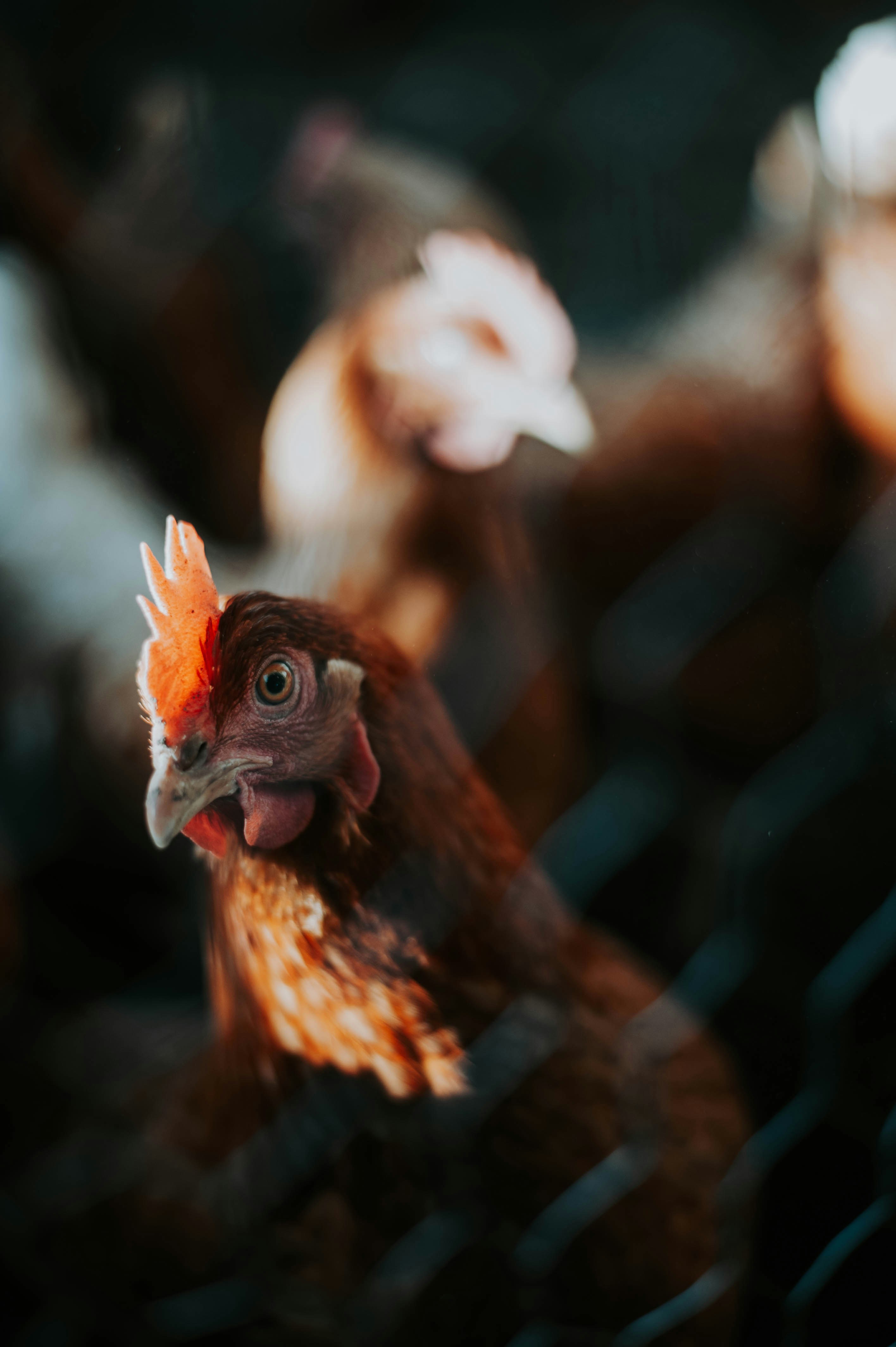 a group of chickens standing next to each other