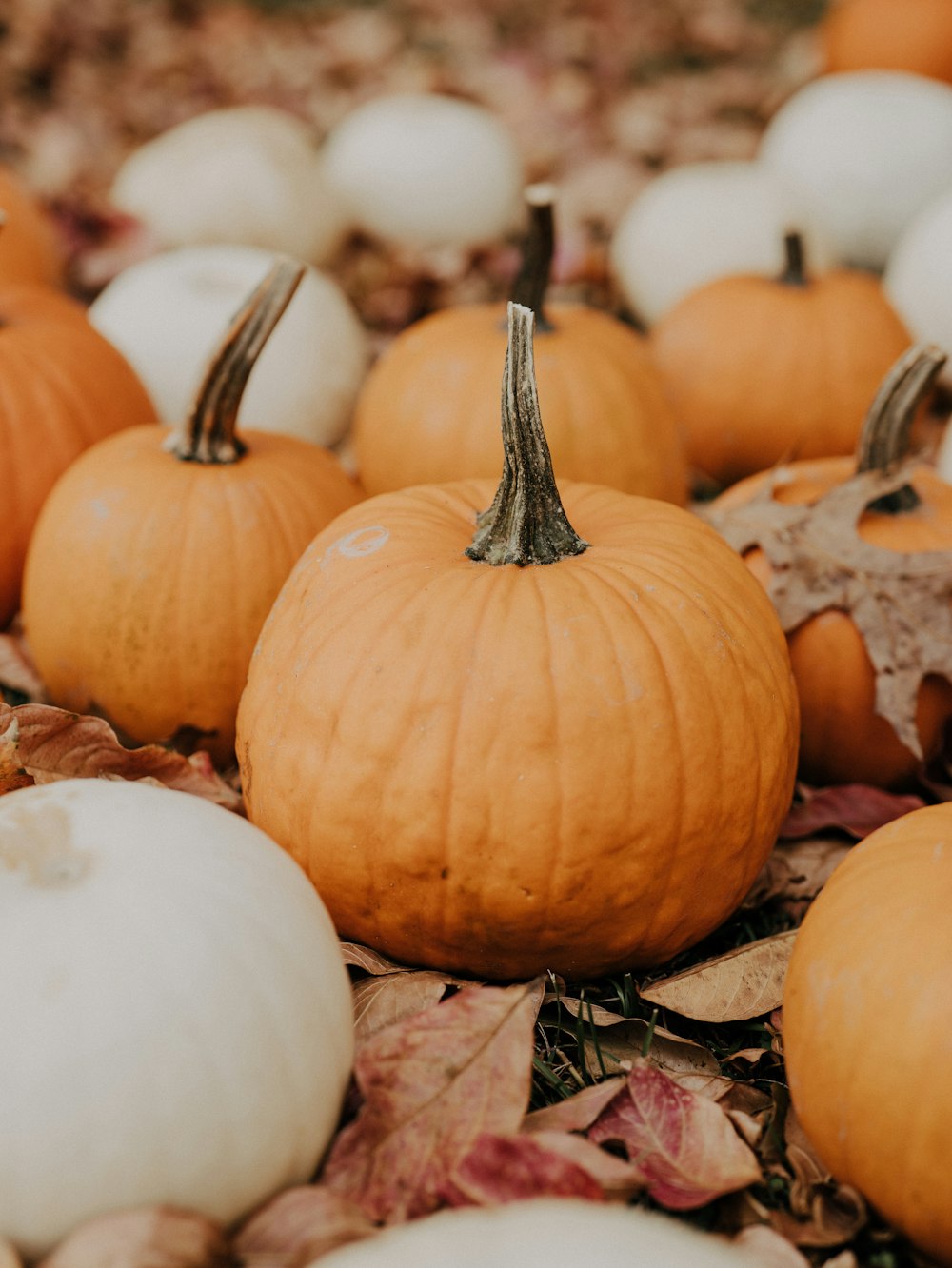 a group of pumpkins sitting on top of leaves