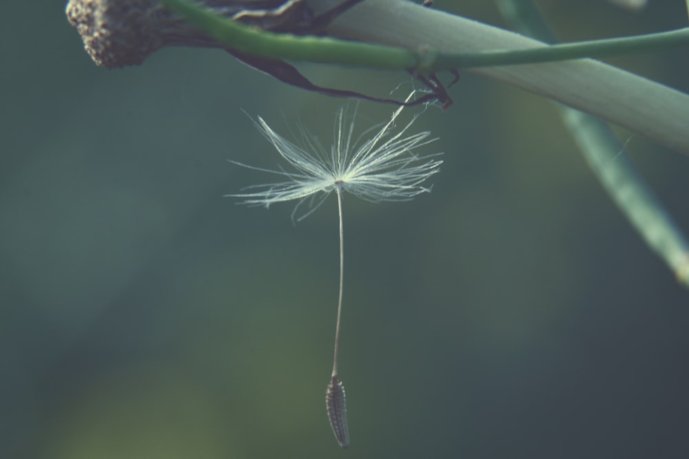 a dandelion hanging from a tree branch