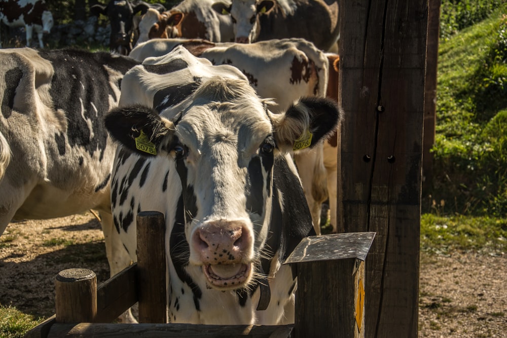 un troupeau de vaches debout au sommet d’un champ couvert d’herbe