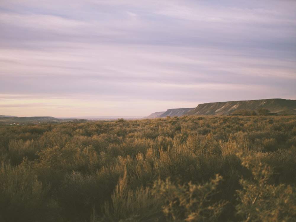 a grassy field with a mountain in the background