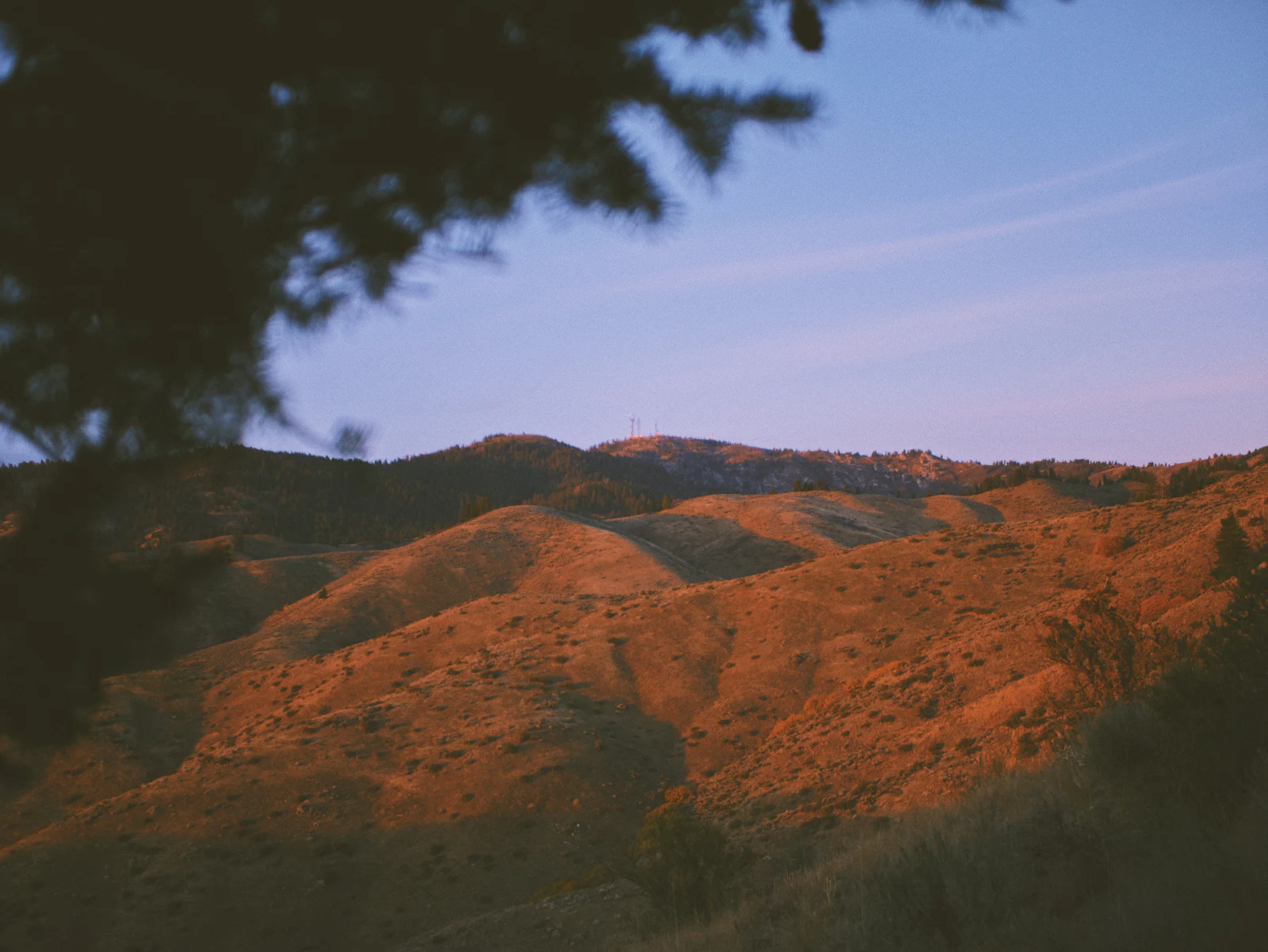 A dry hillside with a single tree in the foreground.