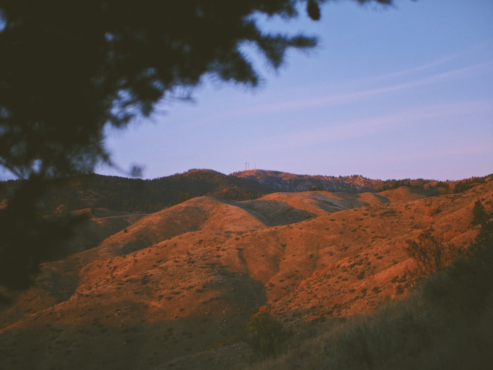 a view of a hill with a tree in the foreground