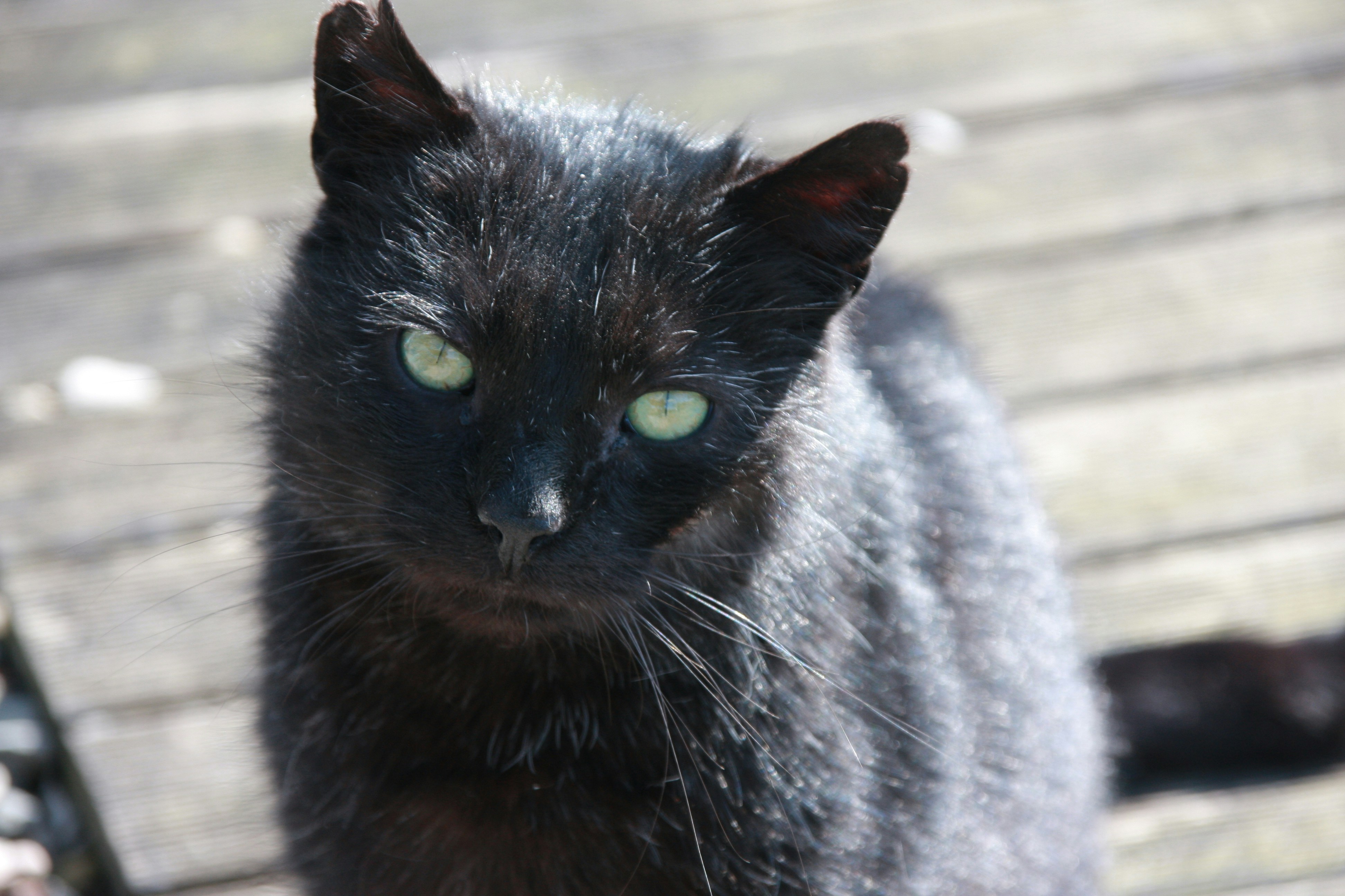 Welches Haustier ist für Kinder geeignet?