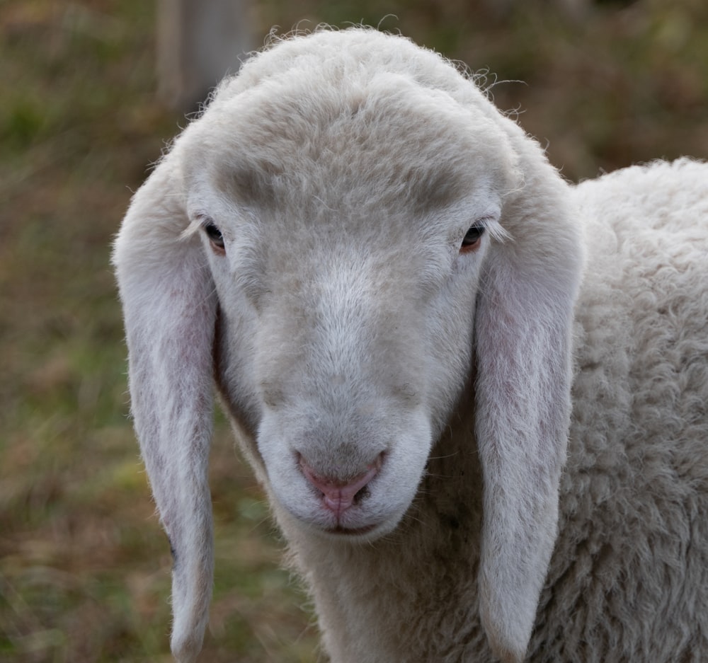 a close up of a sheep looking at the camera