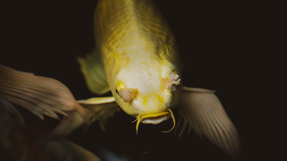 a close up of a fish with a black background