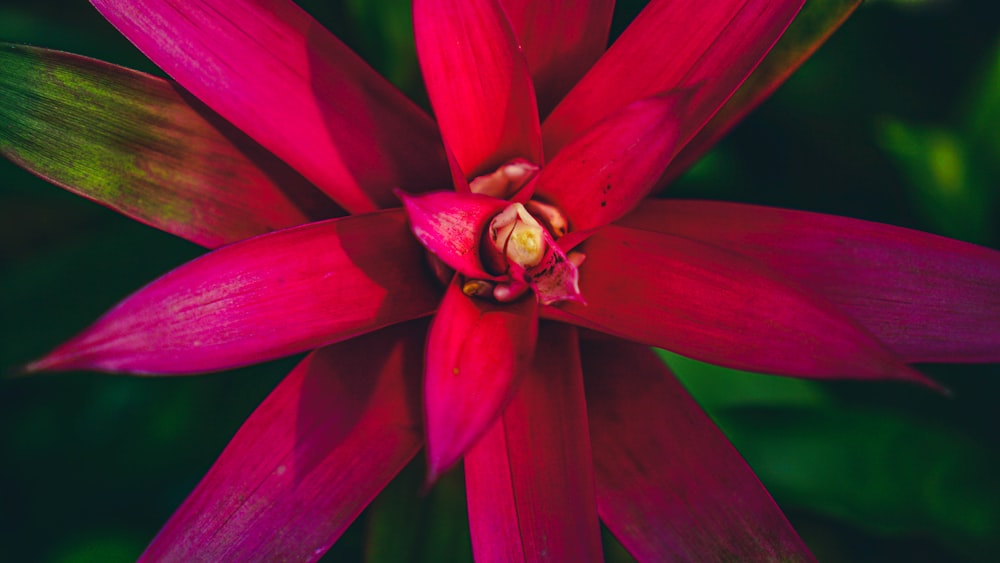 a close up of a red flower with green leaves