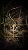 a close up of a cat in the grass