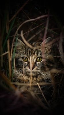 a close up of a cat in the grass