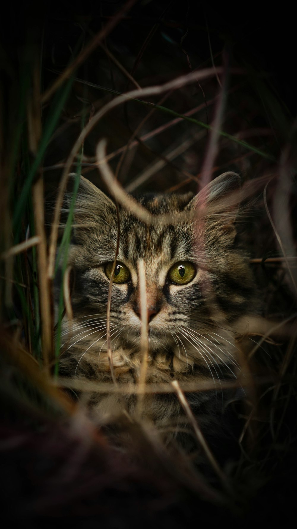 a close up of a cat in the grass